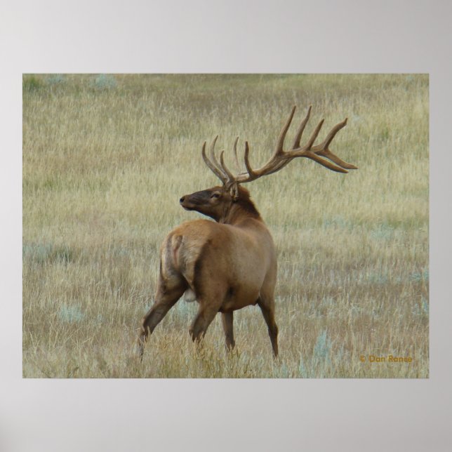 Poster E6 Bull Elk em Velvet (Frente)