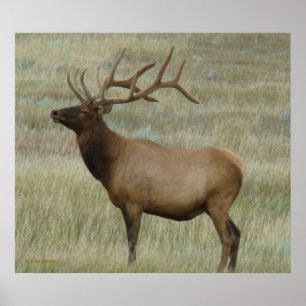 Póster E8 Bull Elk em Velvet