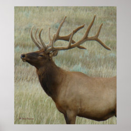 Poster E9 Elk Bull em Velvet Head and Shouders