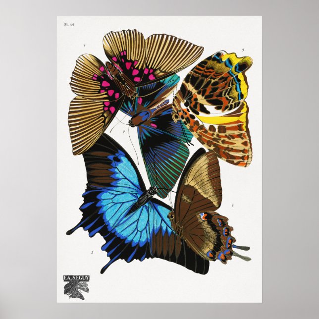 Poster E.A. Borboletas de séguy (1925) (Frente)