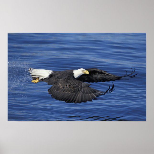 Poster E.U.A., Alasca, Península de Kenai Águia careca (Frente)