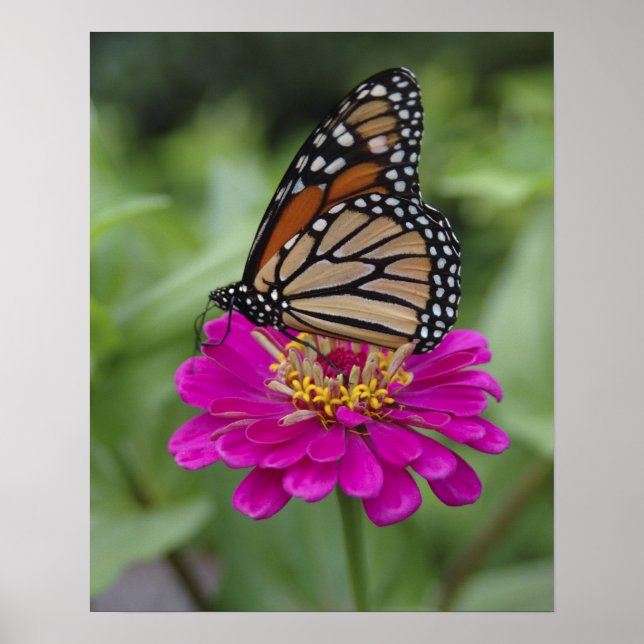 Poster E.U.A., Massachusetts, Boylston, Tower Hill (Frente)