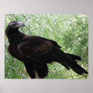 Póster Eagle Cunha-atado (audax de Aquila)