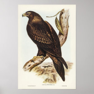 Poster Eagle de cauda-amarela por Elizabeth Gould