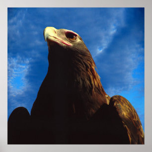 Poster Eagle dourado