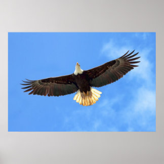Poster Eagle Flying