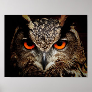 Poster Eagle-Owl