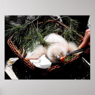 Póster Eagle owl chick at feeding time