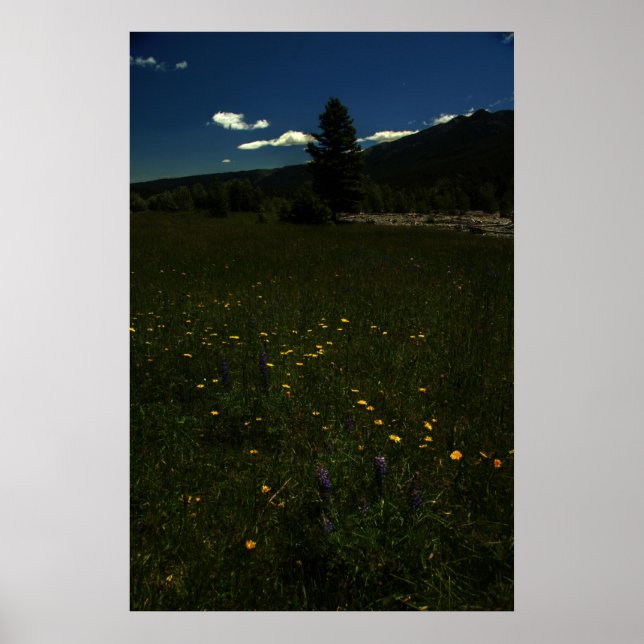 Poster Eagle Park Wildflower (Frente)