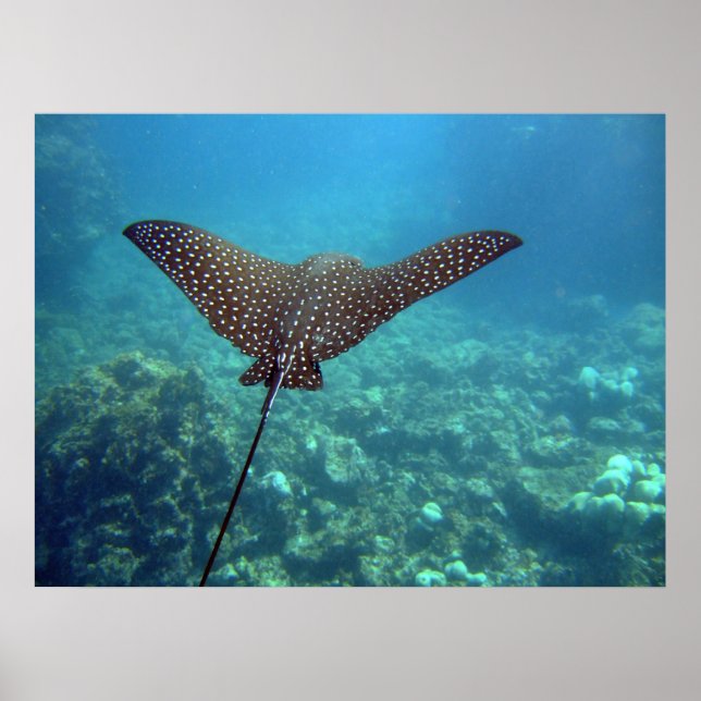 Póster Eagle Ray (Frente)