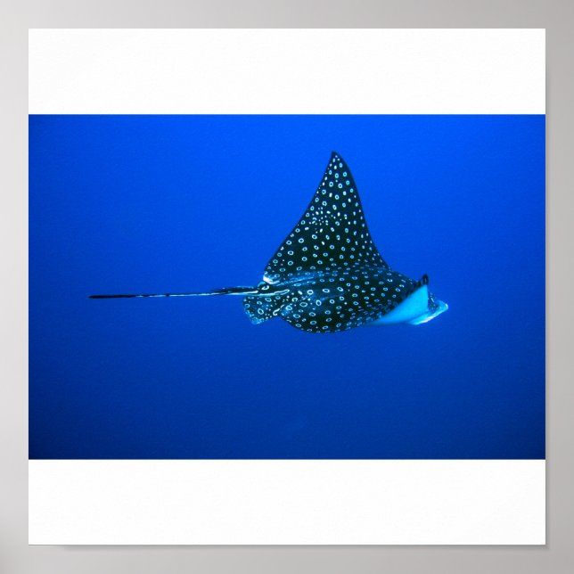 Poster Eagle Ray, Belize 2006 (Frente)