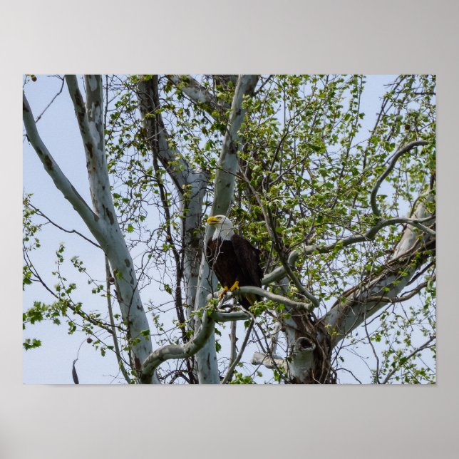 Poster Eagle Watch Out (Frente)