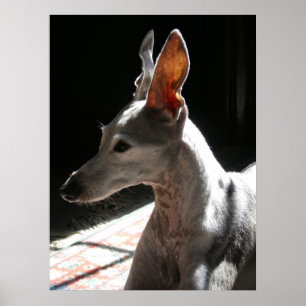Póster Ears Up! Foto!