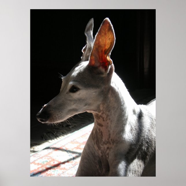 Póster Ears Up! Foto! (Frente)