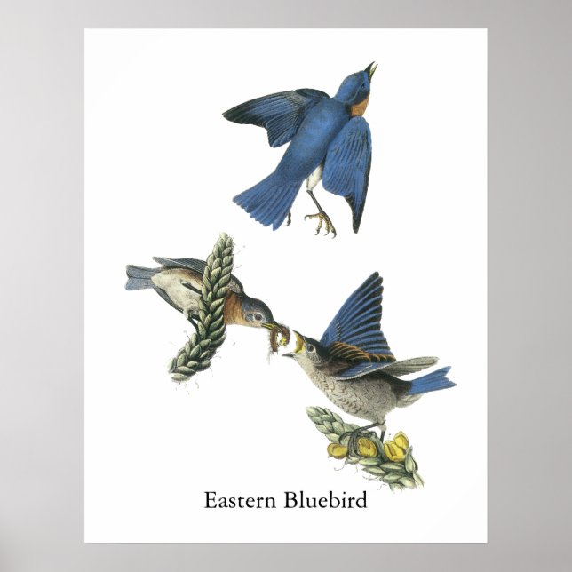 Póster East Bluebird, John Audubon (Frente)