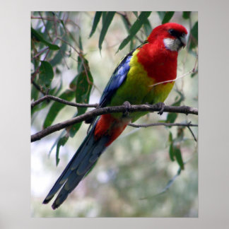 Póster East Rosella