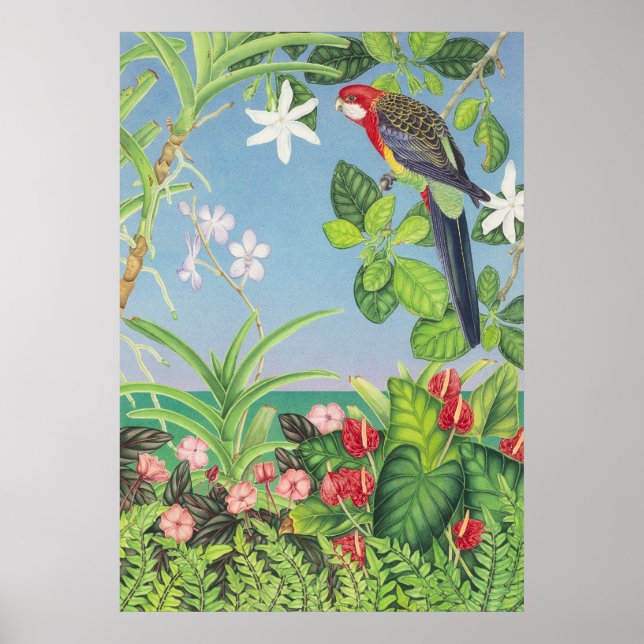 Poster East Rosella (Frente)