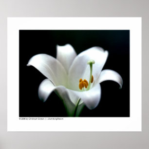Póster Easter lily   Lilium longiflorum