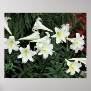 Póster Easter Lily (Lilium regale)