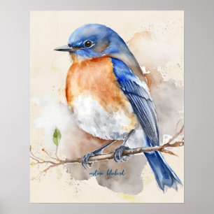 Poster Eastern Bluebird Blue Orange Rustic Watercolor 
