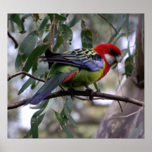 Poster Eastern Rosella