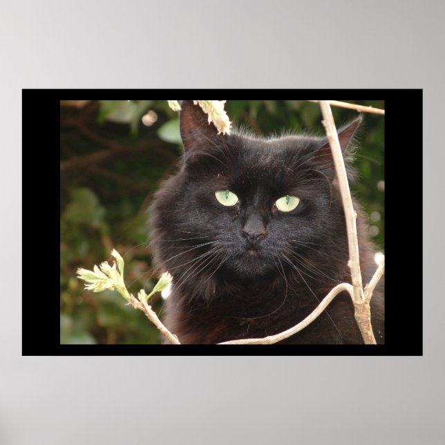 Póster Ebony (Frente)