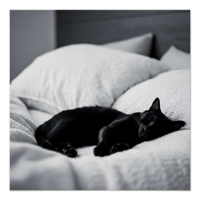 Póster Ebony Dreams: Conforto e Charme Felino (Frente)