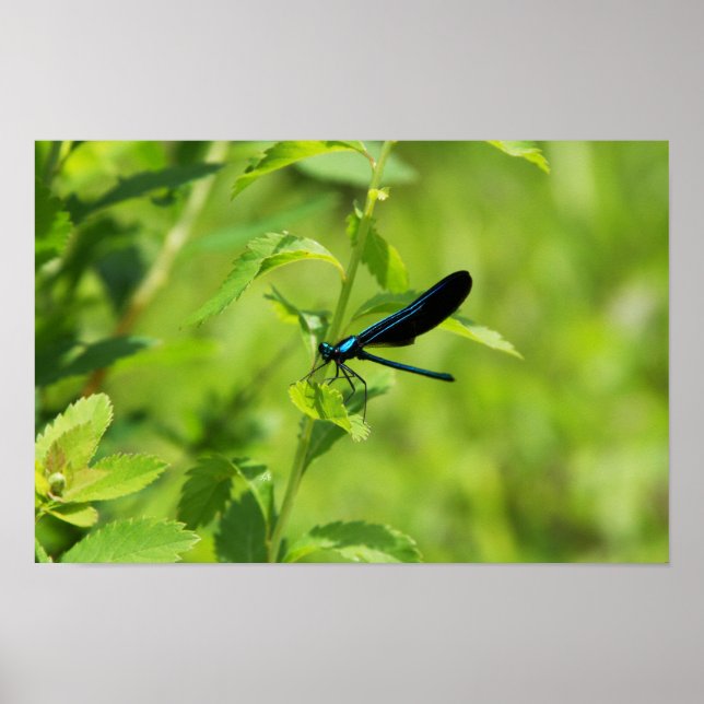 Póster Ebony Jewelwing (Frente)