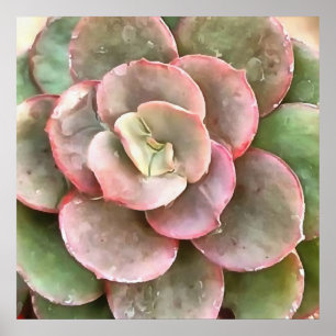 Poster Echeveria Cactus - Pintura acrílica suculenta