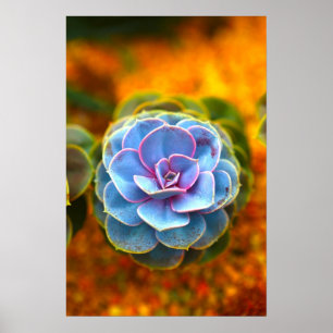 Póster Echeveria colorido azul