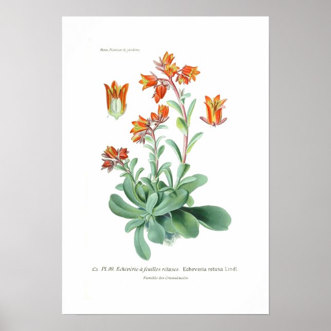 Póster Echeveria retusa (Frente)