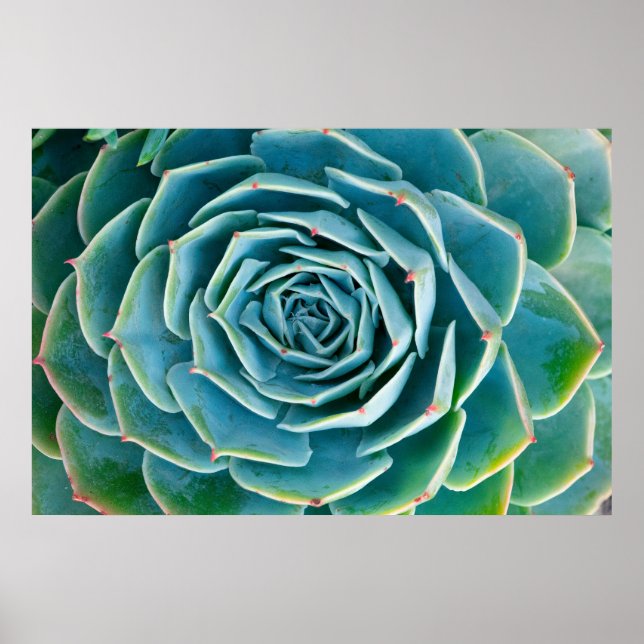 Poster Echeveria Roseta, Jardim Secreto de Marrakech (Frente)