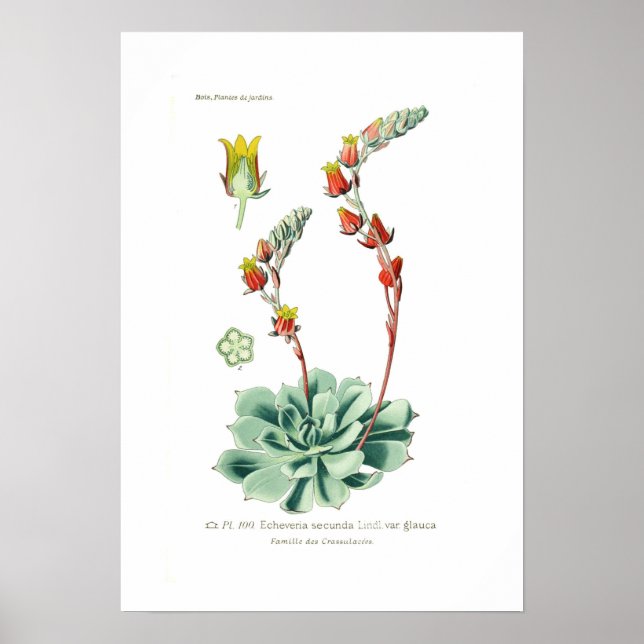 Poster Echeveria secunda (Frente)