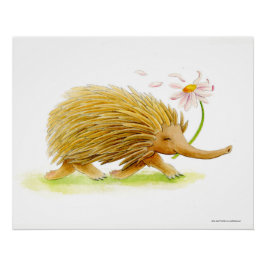 Póster Echidna watercolor poster