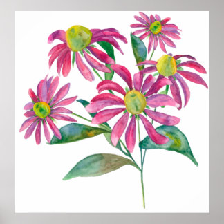 Poster Echinacea