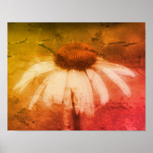 Poster Echinacea Coneflower Daisy Abstrato Grunge
