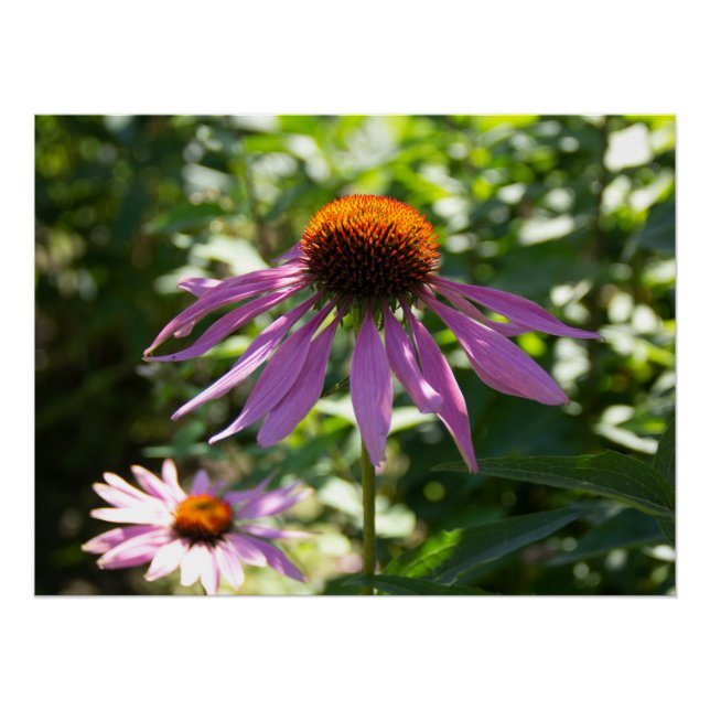 Póster Echinacea na foto do jardim (Frente)