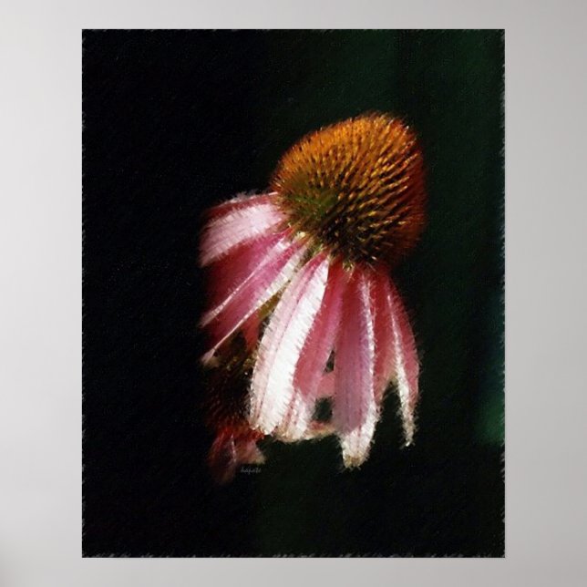 Poster Echinacea Silhouette SK (Frente)
