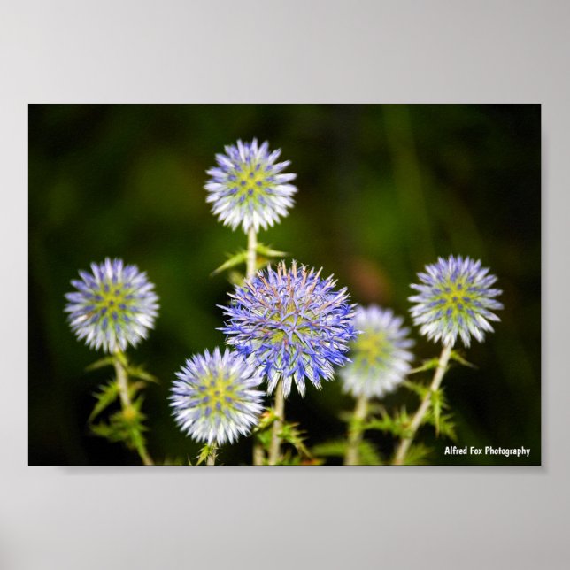 Poster Echinops Sphaerocephalus, Cardos-esferográficos Gl (Frente)