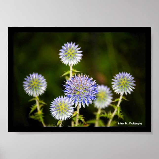 Poster Echinops Sphaerocephalus, Cardos-esferográficos Gl (Frente)