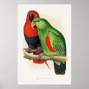 Poster Eclectus da Nova Guiné, papagaios,