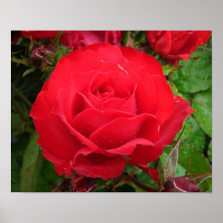 Poster Eclipse King Terrazza Rosa