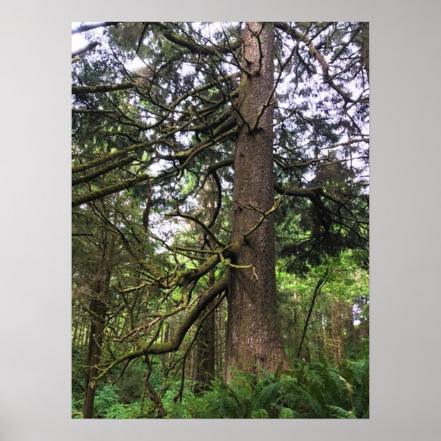 Poster Eco-a State Park, Cannon Beach, Oregon (Frente)