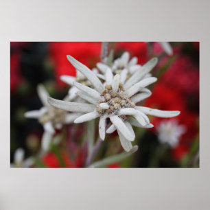 Póster Edelweiss