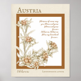 Poster Edelweiss Flower Austria