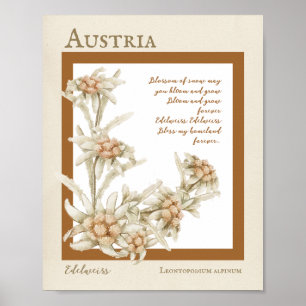 Poster Edelweiss Flower Austria