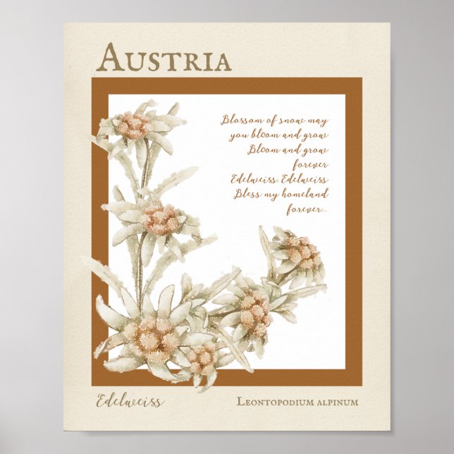 Poster Edelweiss Flower Austria (Frente)