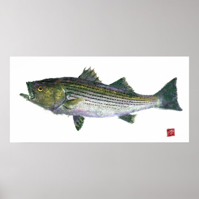 Poster Edição Aberta de Gyotaku em Bass Striped (Frente)