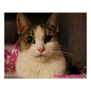 Póster Edição Fita Rosa: Dainty Doll em Retrato Suave