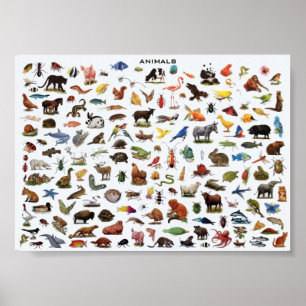 Poster Educação animal